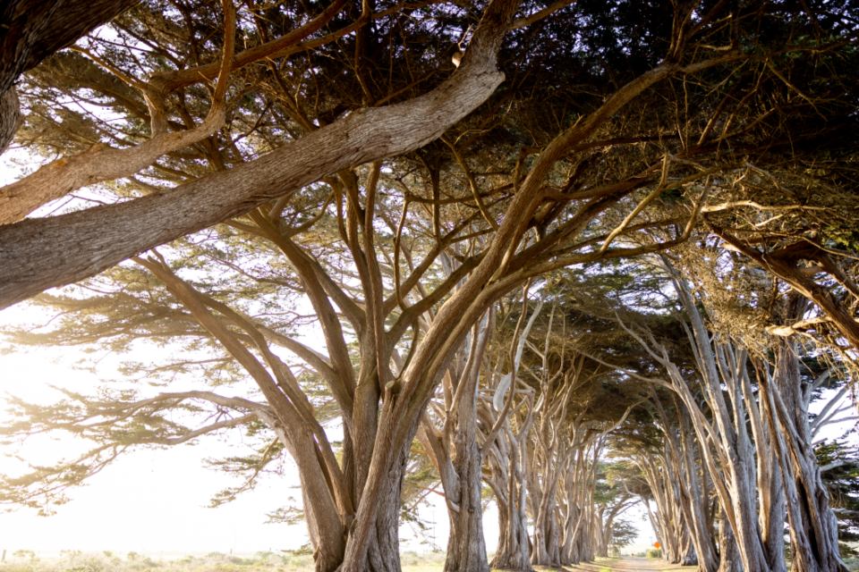 A tunnel of old cypress trees with low sun breaking through the trunks.